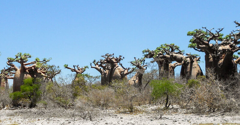 Circuit Côte des baobabs