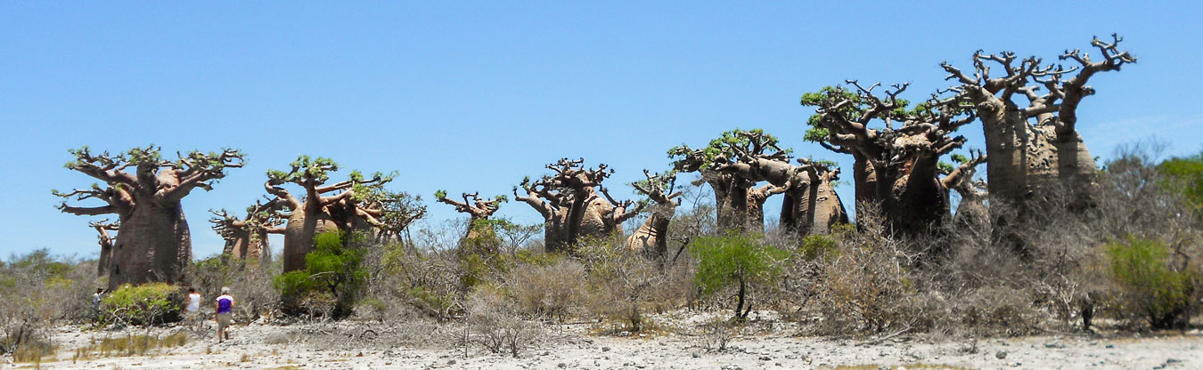 Circuit cote des baobabs madagascar