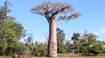 baobab sur la route Belou sur mer lors du Circuit les Merveilles de la Grande-île