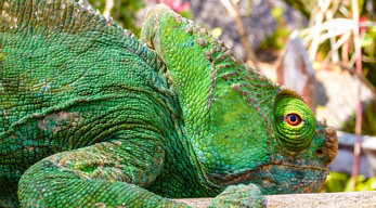 caméléon de Madagascar lors du Circuit les Merveilles de la Grande-île