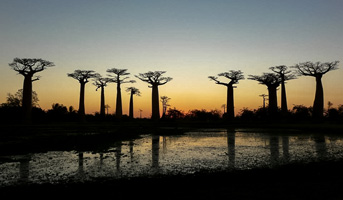 Coucher de soleil Allée des Baobabs Madagascar