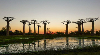 coucher de soleil Allée des baobabs lors du Circuit les Merveilles de la Grande-île