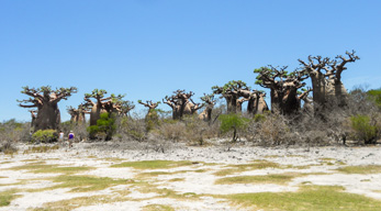 foret de baobabs lors du Circuit les Merveilles de la Grande-île