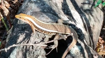 gros lézard trouvable à Miandrivazo