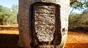 baobab tatoué sacré lors du Circuit les Merveilles de la Grande-île