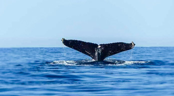 safari baleines à salary lors du Circuit les Merveilles de la Grande-île