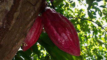 Cacao d'Ambanja la meilleur cacao de Madagascar