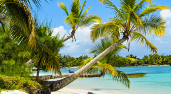 Cocotier sur la plage de Sainte Marie dans le circuit Côte de la vanille