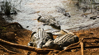 Crocodiles du Lac sacrée d'Anivorano dans le circuit Côte de la vanille