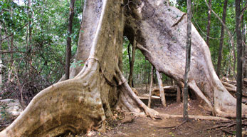 foret ankarafantsika visible lors du Circuit Nord de Madagascar