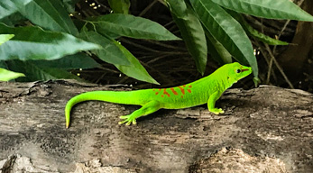 Gecko vert de la côte Est de Madagascar