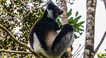 Indri Indri dans la reserve privée Palmarium Ankanin'ny Nofy visible si vous prenez le circuit côte est de Madagascar