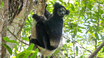 indri indri à andasibe