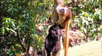 lémuriens ankarafantsika visible lors du Circuit Nord de Madagascar