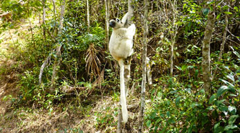 sifaka dans le parc ankarafantsika visible lors du Circuit Nord de Madagascar