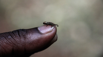 le plus petit caméléon au monde brookesia tubercule dans le circuit Côte de la vanille