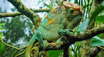 Camaleonte gigante de Madagascar dans le circuit Côte de la vanille