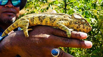 Cameleon Andasibe - Madagascar