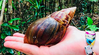 Escargot de Madagascar dans le circuit côte de la vanille