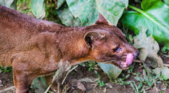 Fosa le predateur de lémurien dans le circuit côte de la vanille