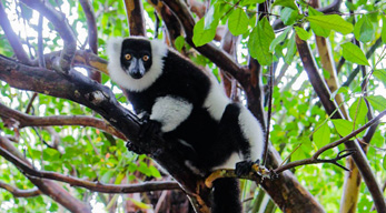 Varika lémurien dans la reserve du Palamarium Akanin'ny Nofy