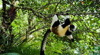 Ankanin'ny Nofy - Madagascar dans le circuit Côte de la vanille