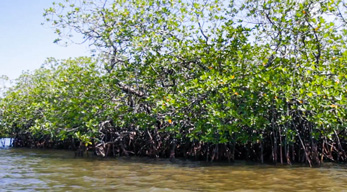 Balade dans le mangrove dans le circuit croisière en pirogue vezo