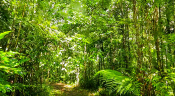 Forêt dans l'îles aux prunes - Madagascar