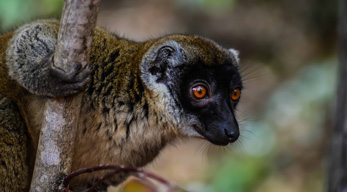 L'un des espèce de Madagascar