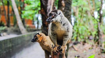 eulemur fulvus de Madagascar