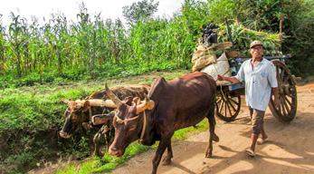 80% de la population se consacre à l'agriculture