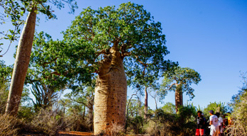 Baobab dans la reserve Reniala Tuléar