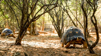 Des tortues dans l'un des parcs nationaux du Sud de Madagascar