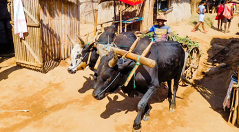 La charette, un moyen de transport dans les communes rurales des hautes terres malgaches