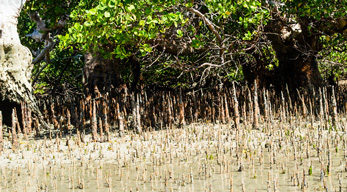 Le mangrove de Sarodrano - Tulear