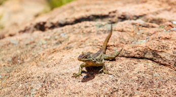 Le reptile de l'île à Tsaranoro lors du circuit Massifs du Makay