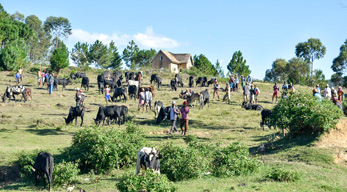 Marché de zébu dans le circuit les Massifs du Makay visible lors du circuit Massifs du Makay