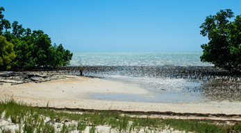 Une partie des patrimoine naturel protégé, le Mangrove