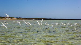 la limpidité de l’eau avec la volée des oiseaux