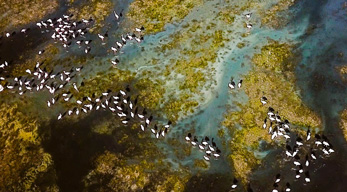 la présence d’une colonie de flamant rose dans le lac