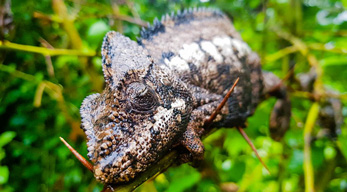 le repos du caméléon lors du circuit à la découverte des hautes terres Malgaches