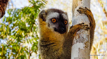 lémuriens qui vivent dans une végétation luxuriante