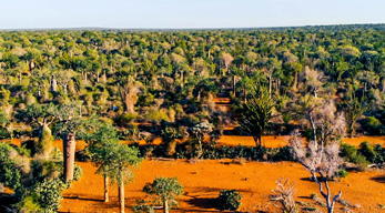 les espèces végétales les plus menacées du Sud malgache