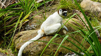 madagascar sifaka lemurs au parc d'Isalo lors du circuit Massifs du Makay