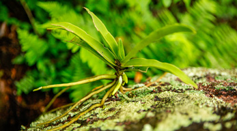 orchidée dans le site écotouristique d’Anja visible lors du circuit Massifs du Makay