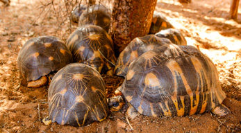 parc à tortues - Tulear