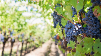 un tour des vignobles dans le circuit les Massifs du Makay lors du circuit Massifs du Makay