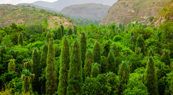 une couverture végétale humide dans le Circuit les Massifs du Makay