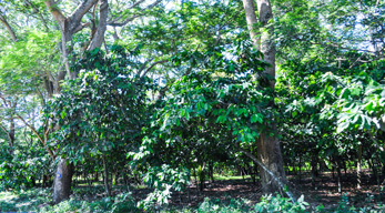 Plantations de cacao d'Ambanja dans le circuit Nord Ouest de Madagascar