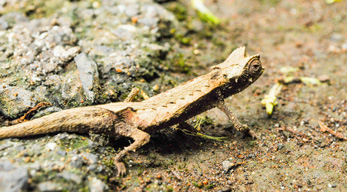 Un caméléon minuscule découvert dans le circuit Nord Est de Madagascar